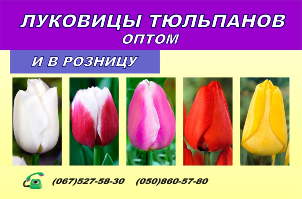 Тюльпани каталог сортів