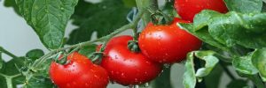 Выращивание рассады томатов секреты агротехники