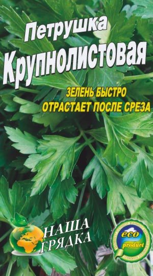 petrushka-krupnolistovaya