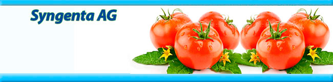 Syngenta AG семена томатов