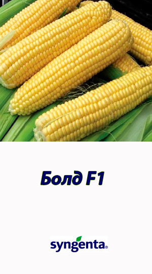 Kukuruza-BOLD-F1-sladkiy-gibrid-Syngenta