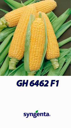 Kukuruza-GH-6462-F1-gibrid-sladkoy-kukuruzyi-Syngenta