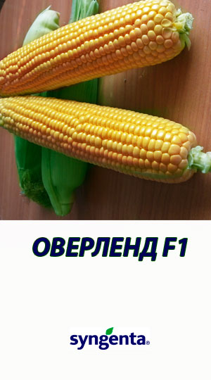 Kukuruza-OVERLEND-F1-gibrid-sladkoy-kukuruzyi-Syngenta