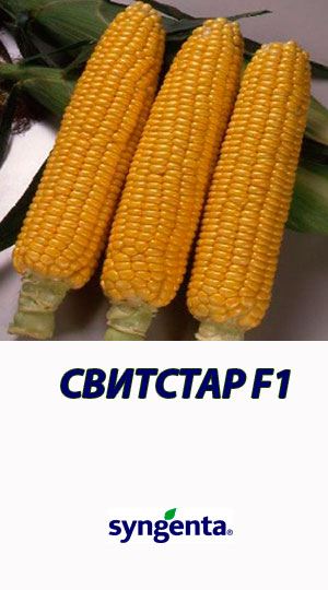 Kukuruza-SVITSTAR-F1-gibrid-sladkoy-kukuruzyi-Syngenta