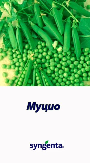 Mutsio-goroh-ovoshhnoy-Syngenta