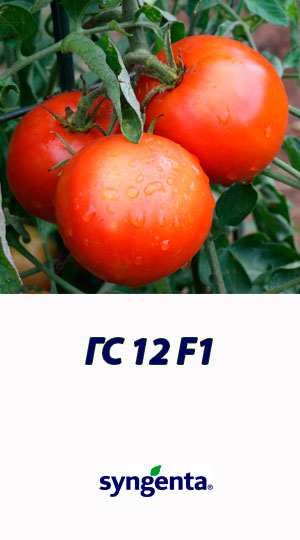 GS-12-F1-gibrid-tomata-Syngenta