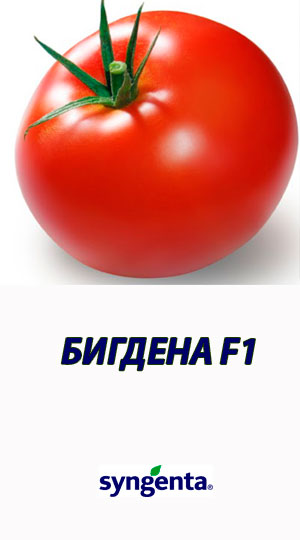 Tomat-BIGDENA-F1-Syngenta-500-shtuk