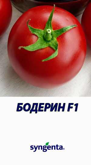 Tomat-BODERIN-F1-Syngenta-500-shtuk