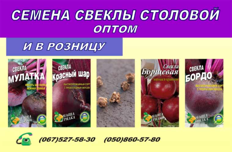 Семена свеклы в Украине предложение интернет магазина
