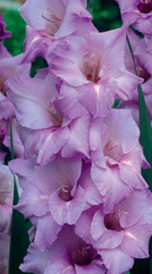 Гладиолус Милка ( Gladiolus Milka )