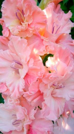 Гладиолус Пинк Сенсейшн ( Gladiolus Pink Sensation )