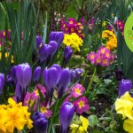 Весняні садові квіти назви фото