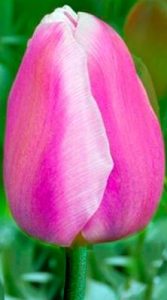 Тюльпан Афке (Tulip Aafke)