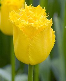 Тюльпан Гамильтон (Tulip Hamilton)