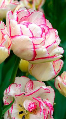 tulip-belicia