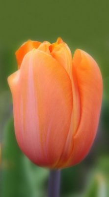 tulip-dordogne