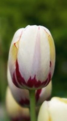 tulip-portofino