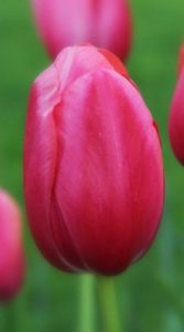 Тюльпан Екатерина Великая (Tulip Renown)