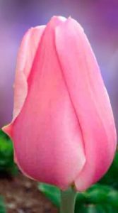 Тюльпан Ментон (Tulip Menton)