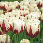Тюльпан Ворлд Экспрешн (Tulip World Expression)