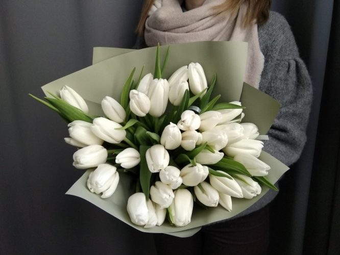 цибулини-Тюльпан Холланд Сноу