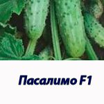 Гібрид огірка Пасалімо F1 Syngenta