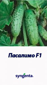 Гібрид огірка Пасалімо F1 Syngenta