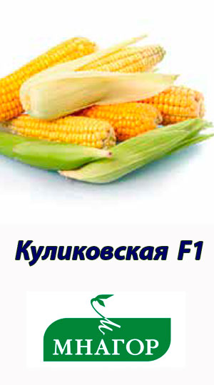 kukuruza-kulikovskaya-f1-gibrid-sladkoy-kukuruzyi-mnagor