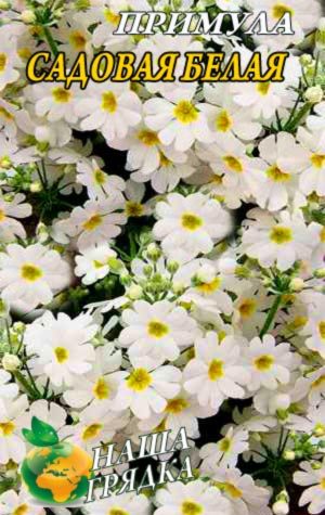 primula-sadovaja-belaja