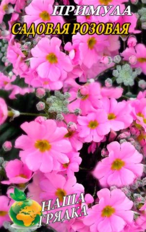 primula-sadovaja-rozovaja