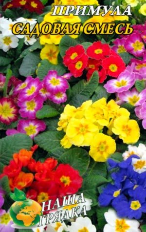 primula-sadovaja-smes