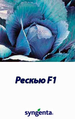 reskju-f1-kapusta-chervonokachanna-syngenta
