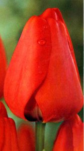 Тюльпан Апельдорн 500 цибулин розмір 12+