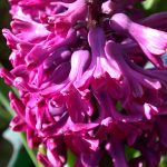 Гиацинт Вудсток