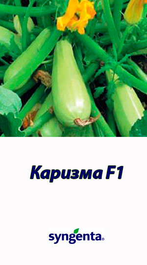 Karizma-F1-gibrid-kabachka-Syngenta