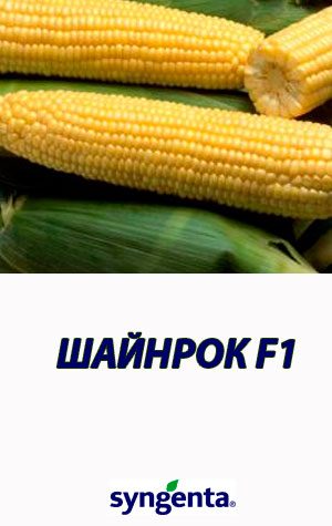 Kukuruza-SHAYNROK-F1-sladkaya-kukuruza-Syngenta