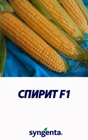 Kukuruza-SPIRIT-F1-Syngenta
