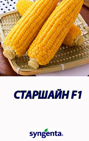 Kukuruza-STARSHAYN-F1-gibrid-sladkoy-kukuruzyi-Syngenta