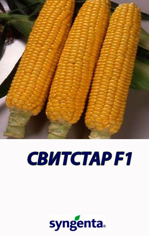 Kukuruza-SVITSTAR-F1-gibrid-sladkoy-kukuruzyi-Syngenta