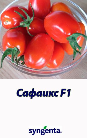 Tomat-SAFAIKS-F1-Syngenta-2500-shtuk