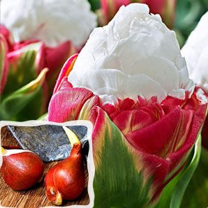 Цибулини тюльпанів від 500 шт