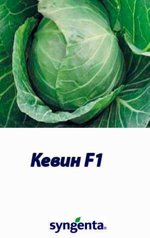 300h540-kevin