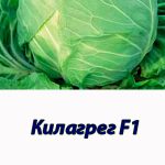 Капуста белокочанная Килагрег F1 Syngenta 2500 шт