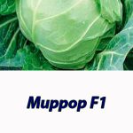 Капуста белокочанная Миррор F1 Syngenta 2500 шт