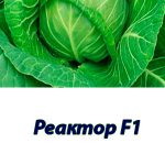 Капуста белокочанная Реактор F1 Syngenta 2500 шт