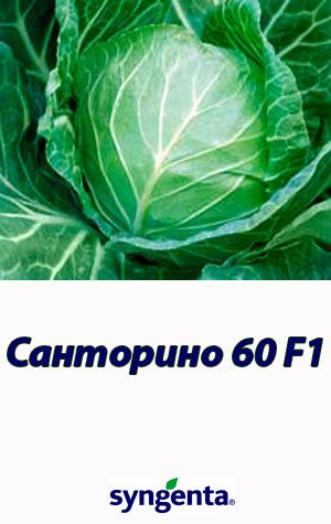 300h540santorino-60