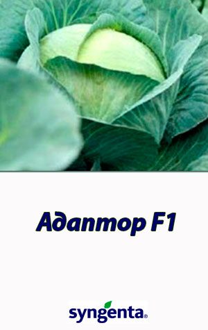 Adaptor-F1-kapusta-belokochannaya1