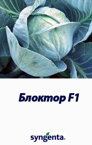 Bloktor-F1