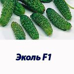 Гібрид огірка Еколь F1 Syngenta