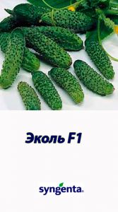 Гібрид огірка Еколь F1 Syngenta